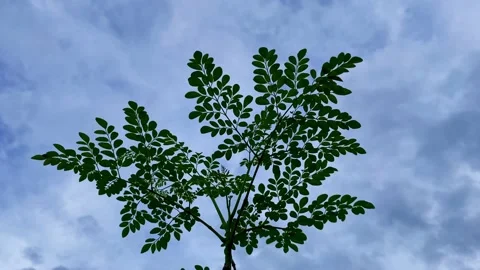 Silhouette of a moringa leaf against a clear sky background Stock Footage 227069597
