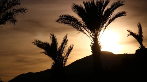 Silhouette of mountain and palm trees at sunset Stock Footage 127469009