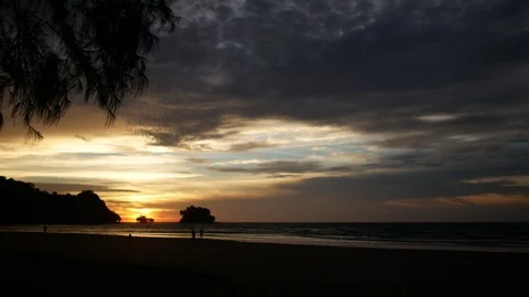 Silhouette moving leaves pine tree on sand sea beach at sunset time Stock Footage 95728861