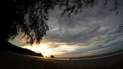 Silhouette moving leaves pine tree on sand sea beach Stock Footage 95729058