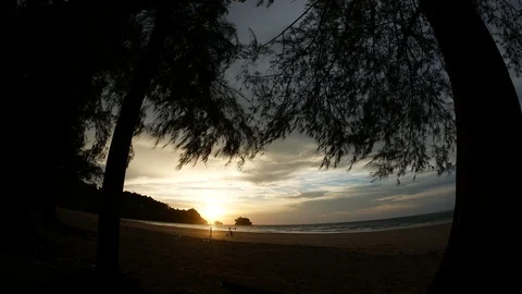 Silhouette moving leaves pine tree on sand sea beach at sunset time, take wit Stock Footage 95729557