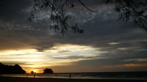 Silhouette moving leaves pine tree on sand sea beach at sunset time, take wit Video stock 95731924