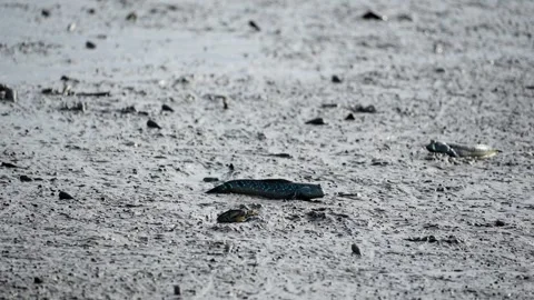 Silhouette of Mudskipper Fish in Mangrove Mud Stock Footage 327968457