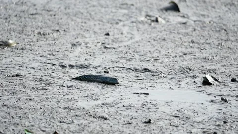 Silhouette of Mudskipper Fish in Mangrove Mud Video stock 327968801