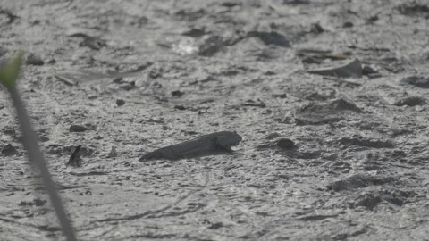 Silhouette of Mudskipper Fish in Mangrove Mud S log 3 10bit 422 Stock Footage 328128647
