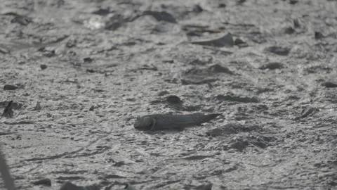 Silhouette of Mudskipper Fish in Mangrove Mud S log 3 10bit 422 Stock Footage 328128658