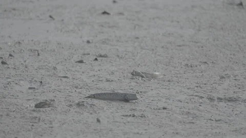 Silhouette of Mudskipper Fish in Mangrove Mud S log 3 10bit 422 Stock Footage 328129694