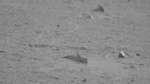 Silhouette of Mudskipper Fish in Mangrove Mud S log 3 10bit 422 Stock Footage 328129747