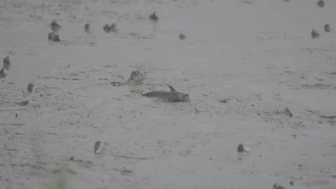 Silhouette of Mudskipper Fish in Mangrove Mud S log 3 10bit 422 Video stock 328132230