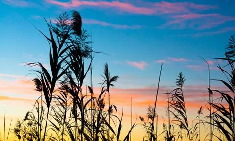 Silhouette at multicolored sunset Stock Photos