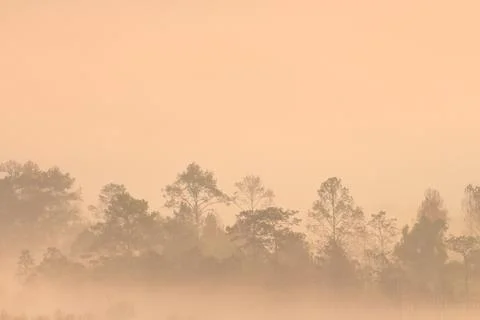 Silhouette of multiple layers tropical rain forest forest covered by misty va Stock Photos