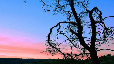 Silhouette of Mysterious Tree Vídeo Stock 34532322