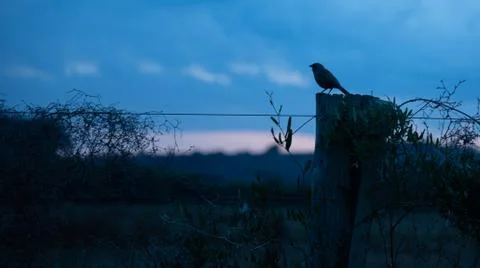 Silhouette of native bird of the Atlantic Forest perched in the late afternoo Stock Photos