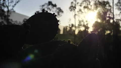 Silhouette of a nopal cactus with tuna fruit against a glowing sunset, Stock Footage 283751234