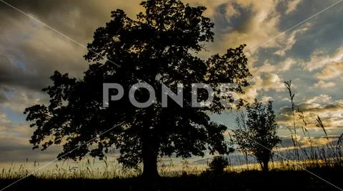 Silhouette of the oak tree on the field against the sky at sunset Stock Photos