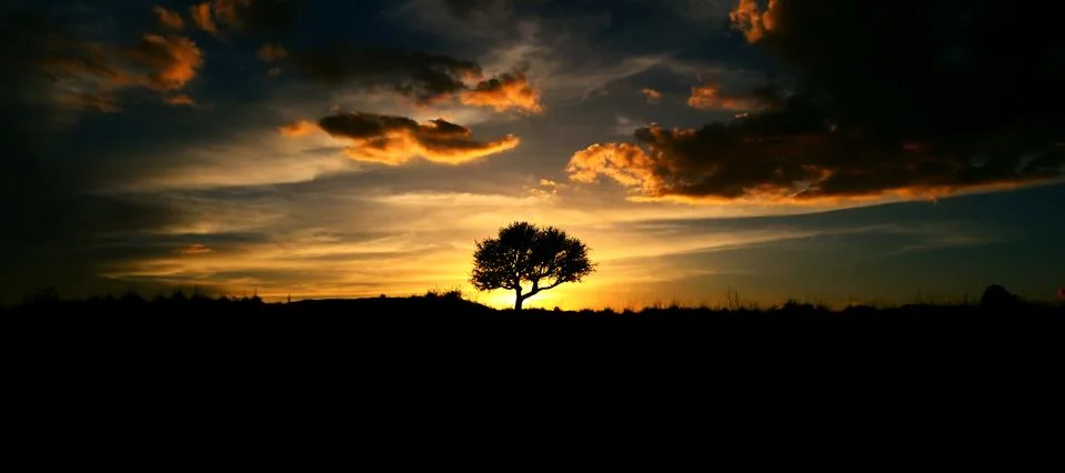 Silhouette of an oak tree at sunset Stock Photos