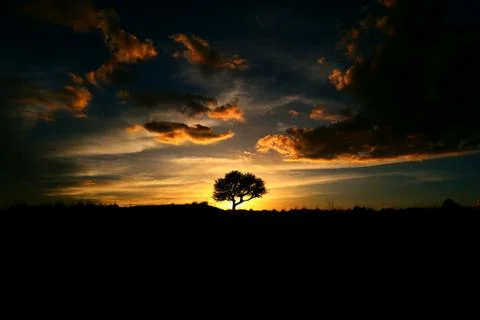 Silhouette of an oak tree at sunset Stock Photos