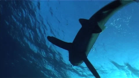 Silhouette Of Oceanic White Tip Shark Swims Stock Footage 292847606