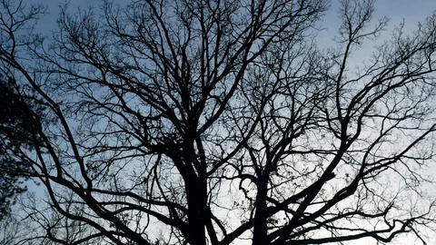 Silhouette of an old forked oak tree in the rays of the sun  Stock Footage 112089492