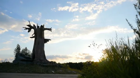 Silhouette of an old oak tree in a field. Beautiful blue sky with clouds. Camera Stock Footage 119113342