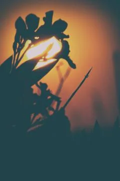 Silhouette of oleander at sunset in backlight Stock Photos