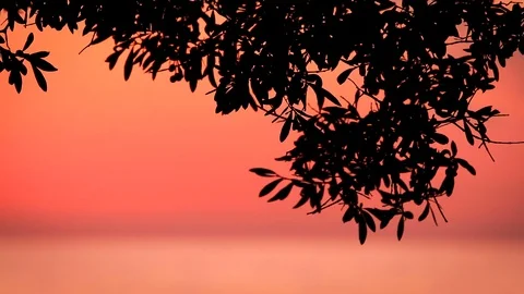 Silhouette of Olive Tree Branches and Leaves at Sunset Time Stock Footage 93016170