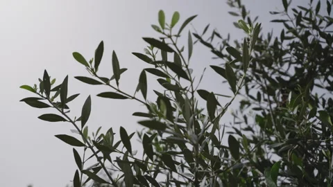Silhouette of olive tree branches covered by leaves in Cilento, Italy Video stock 270377976