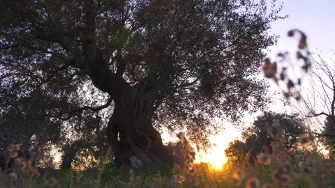 A silhouette olive tree during sunset. View from below. Incredible colors and li Stock Footage 138030346