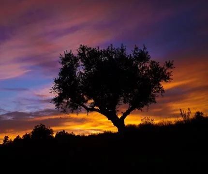 Silhouette of an olive tree Stock Photos