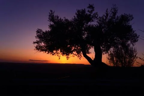 Silhouette of an olive tree at sunset Foto stock