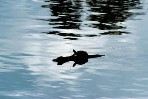 A silhouette of one small turtle on a log in a lake Stock Photos