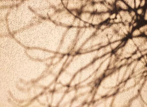 Silhouette or shadow of tree branches on concrete wall background Stock Photos
