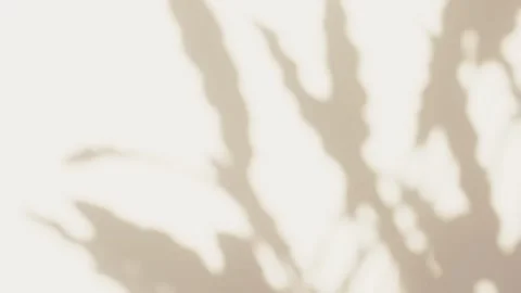 Silhouette overlay shadows white background of natural leaves tree branch Stock Footage 278408831