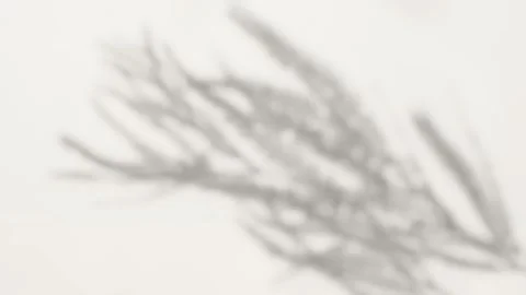 Silhouette overlay shadows white background of natural leaves tree branch Video stock 278408848