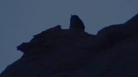 Silhouette of an Owl Stock Footage 94049306