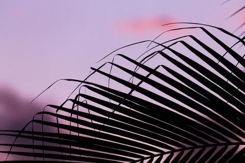 Silhouette of palm leaf Stock Photos