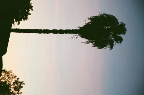 Silhouette Palm Stock-Fotos