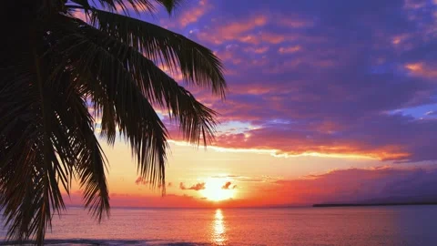 Silhouette of a palm tree against the backdrop of a sea sunset.  Stock Footage 240909940