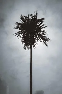 Silhouette of a palm tree against cloudy sky Stock Photos