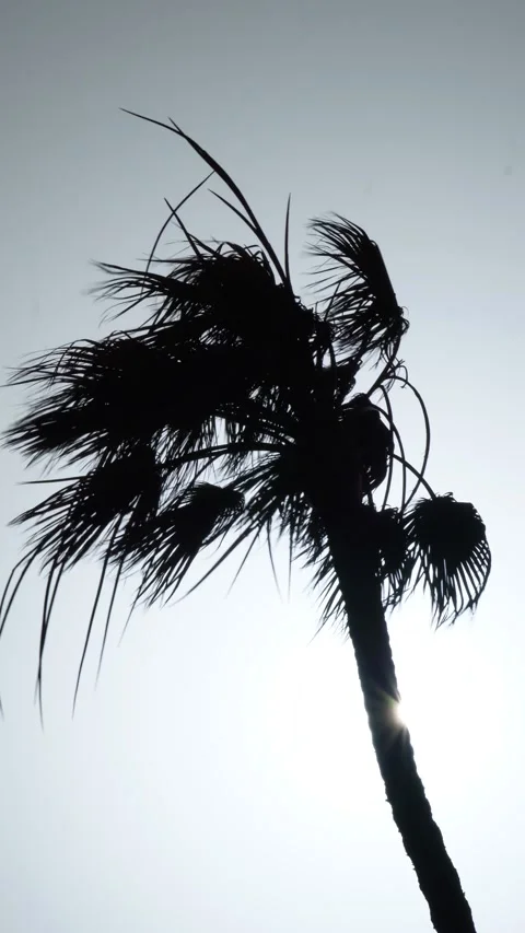 Silhouette of a palm tree blowing in a strong wind storm Video stock 329932204