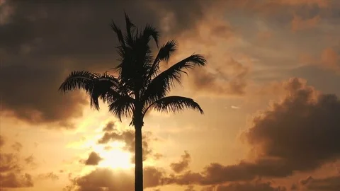 Silhouette of Palm Tree Blowing in Wind / Dramatic Sunset Sky - Key West Stock Footage 72568903