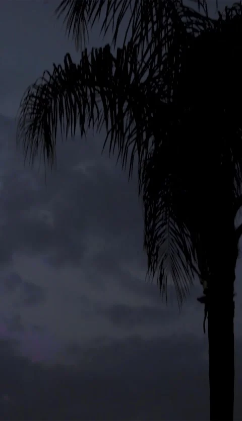 Silhouette Palm Tree at Dusk with Cloudy Sky Stock Footage 326722997