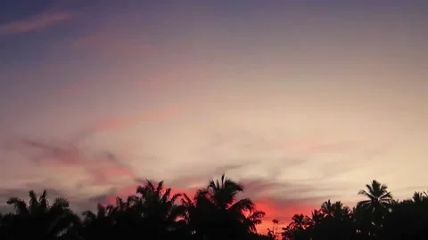 Silhouette palm tree forest n purple orange pink sunrise sky with bird flying Stock Footage 193301081