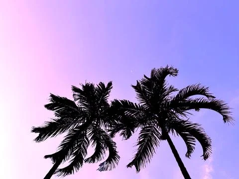Silhouette palm tree with gradient violet sky Stock Photos