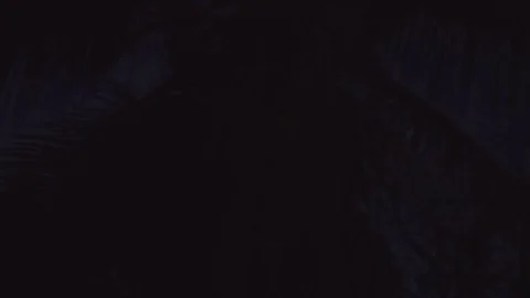 Silhouette palm tree at night Stock Footage 74023779