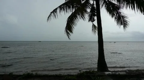 Silhouette of palm tree on the ocean Stock Footage 63443997