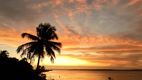 Silhouette of a palm tree or coconut plant during a dreamy sunset. Stock Footage 237566549