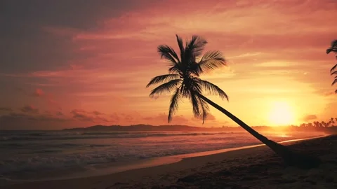 The silhouette of the palm tree over the sea at sunset. Beautiful golden sunset Stock Footage 226972002