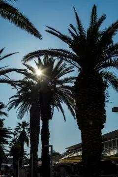 Silhouette Palm tree Stock Photos