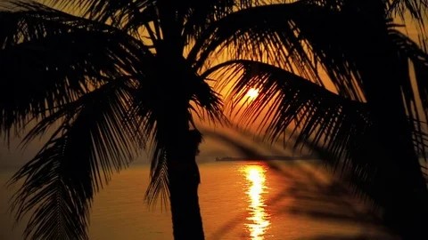 Silhouette Palm Tree  Sunset Beach Sea Tropical Island Stock Footage 75464524